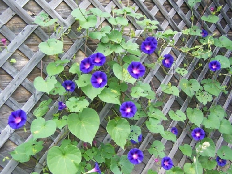 keunggulan tanaman rambat morning glory