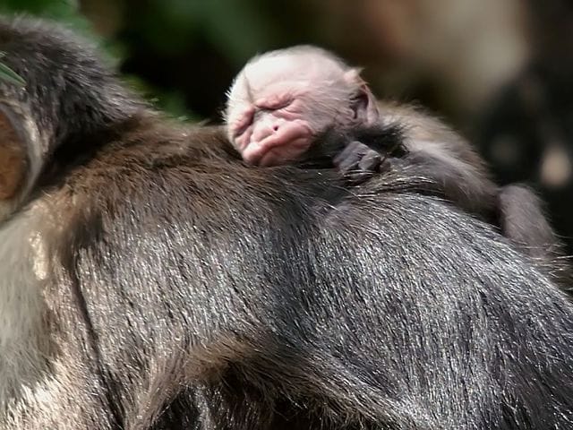 monyet juga sayang ibu