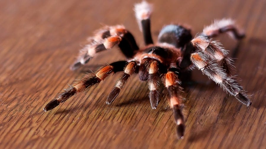 10 Reason Why Brazilian Wandering Spider can Make You Hate Spiders More