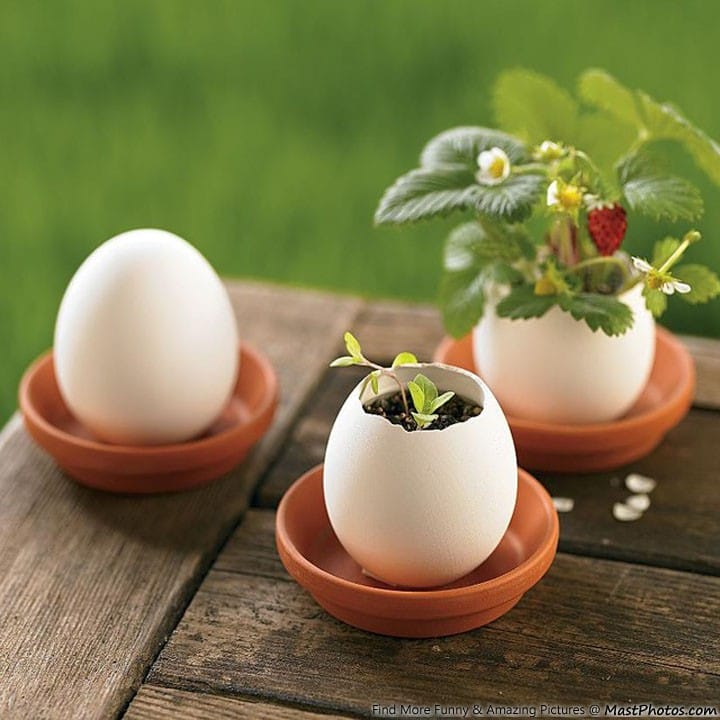 Cangkang telur ini tidak lagi melindungi bakal ayam, tetapi tanah tempat tumbuhnya bunga.