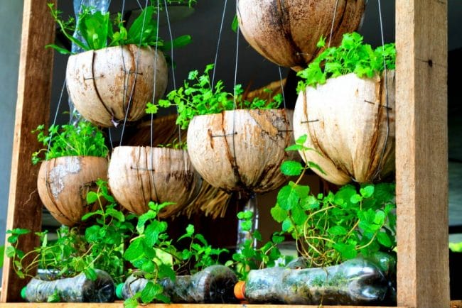 Bagi kamu yang memiliki banyak pohon kelapa, kulit luar kelapa juga dapat kamu sulap menjadi pot bunga yang cantik. Demikian pula dengan tumpukan botol-botol bekas di rumahmu.