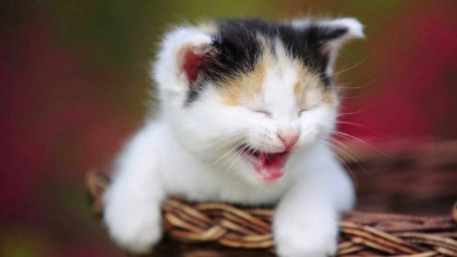 Ada kucing yang bisa tertawa, seperti ini.