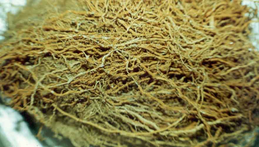 Secara tradisional, akar wangi dikenal sebagai pengharum lemari penyimpan pakaian atau barang-barang penting, seperti batik dan keris. Aroma wangi ini berasal dari minyak atsiri yang dihasilkan pada bagian akar.