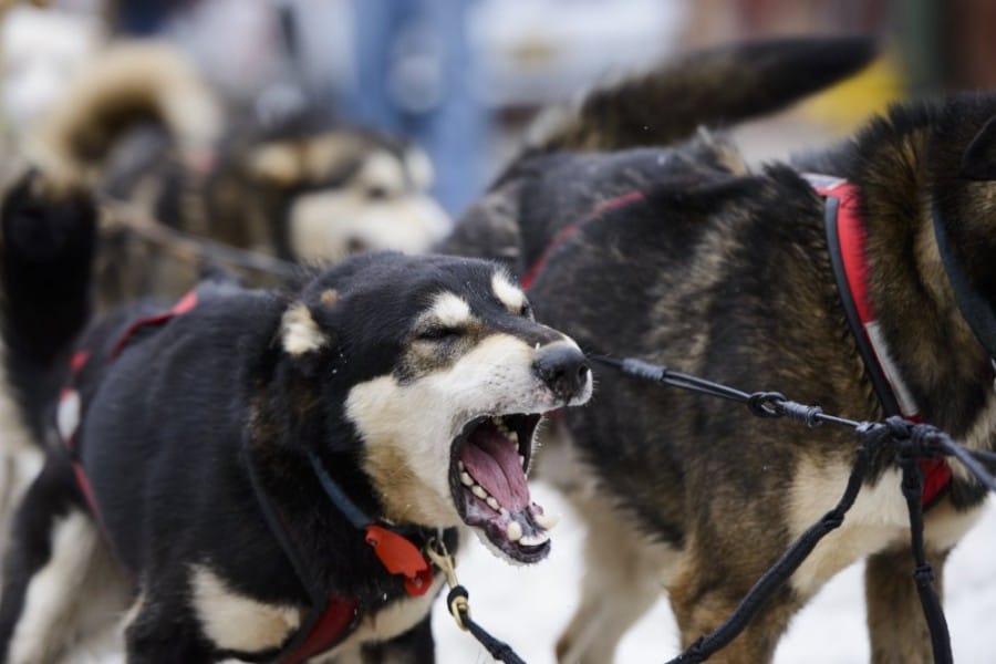 Anjing hitam dengan rantai