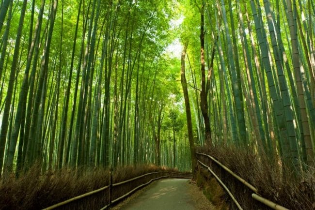 Hutan bambu Arashiyama