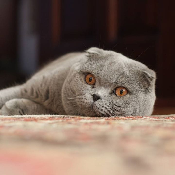 The Scottish Fold