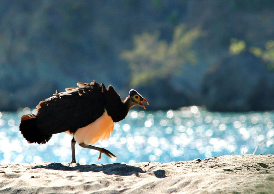 Burung Maleo Raja Ampat