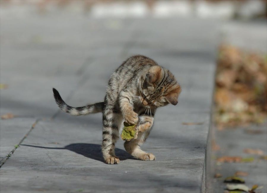 Selalu penasaran dengan apa yang mereka temukan di jalan