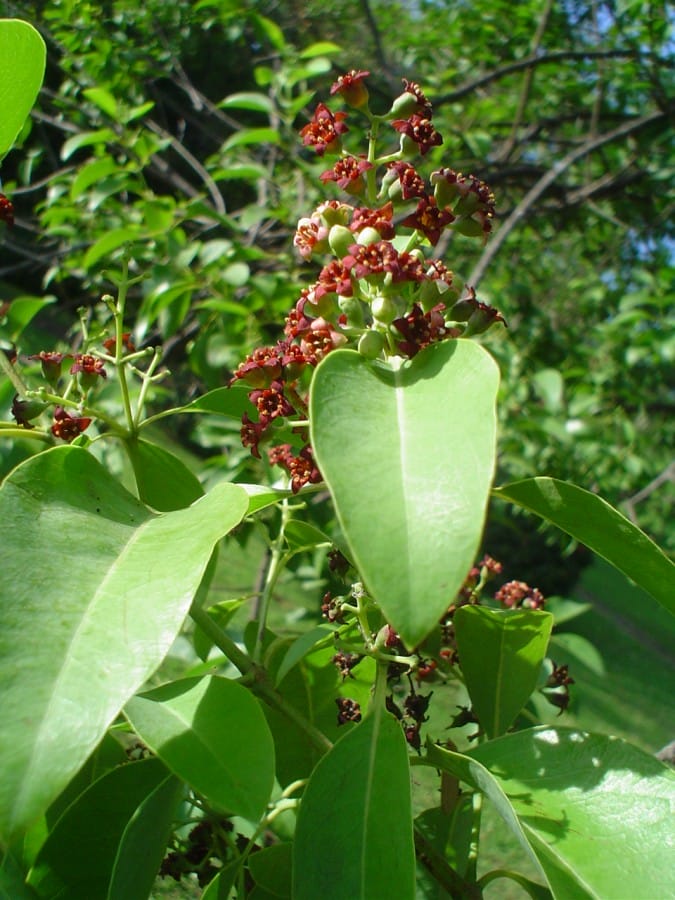 Pohon cendana wangi sedang berbunga. Kayunya digunakan sebagai rempah-rempah, bahan dupa, aromaterapi, campuran parfum, serta sangkur keris (warangka) .