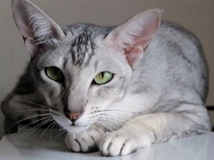 Oriental Shorthair Cat