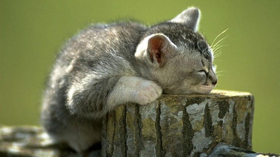 seekor kucing 'bobo' cantik, seringnya tidak mengenal tempat.