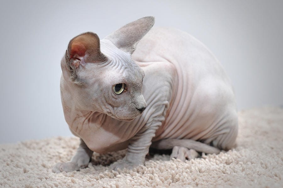 Kucing Sphynx