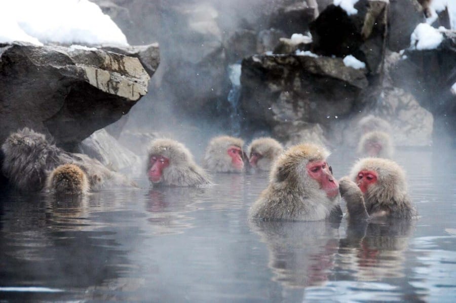 Jigokudani kolam pemandian air panas