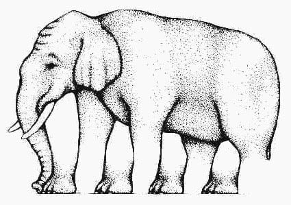 gajah aneh
