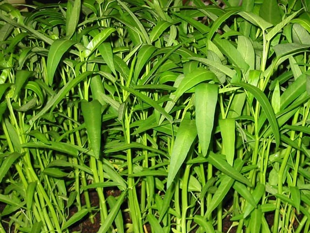 Sayuran Kangkung