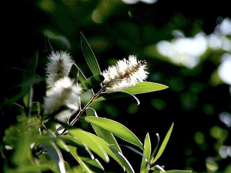 Kayu putih atau Gelam dimanfaatkan sebagai sumber minyak kayu putih (cajuput oil). Namanya diambil dari warna batangnya yang memang putih.