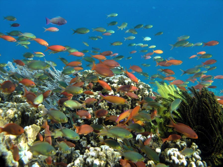 Wisata Bahari Bunaken