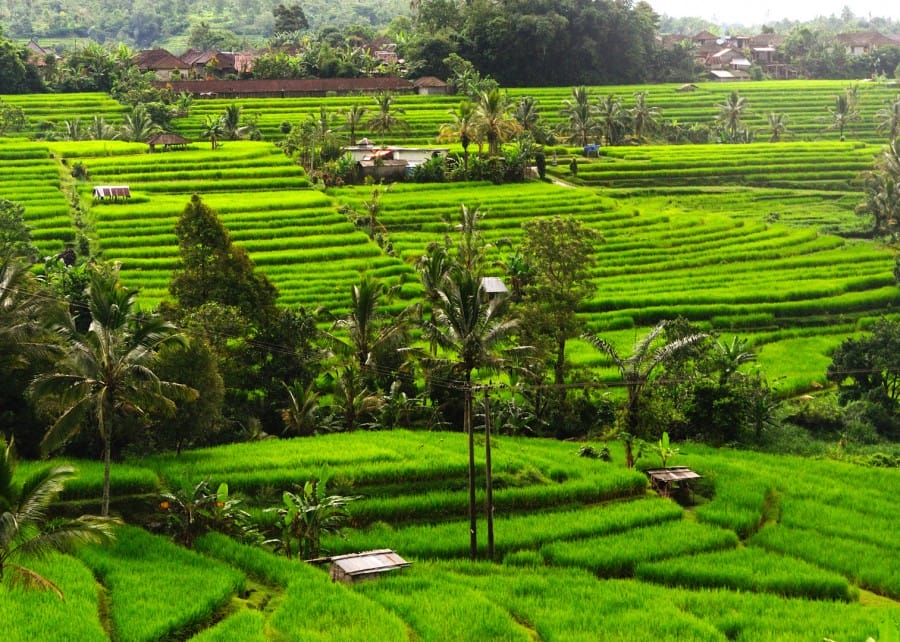 Sistem Perairan Subak