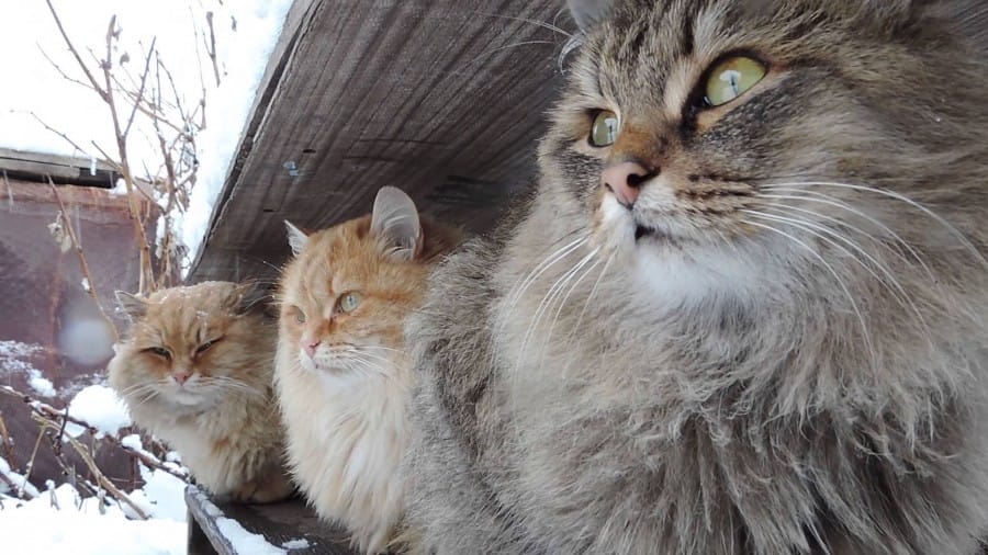 Siberian Cat