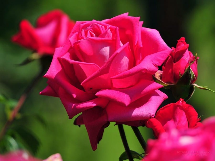 Minyak mawar merupakan salah satu jenis minyak atsiri yang diperoleh dari proses penyulingan dan penguapan lumatan daun-daun mahkota.