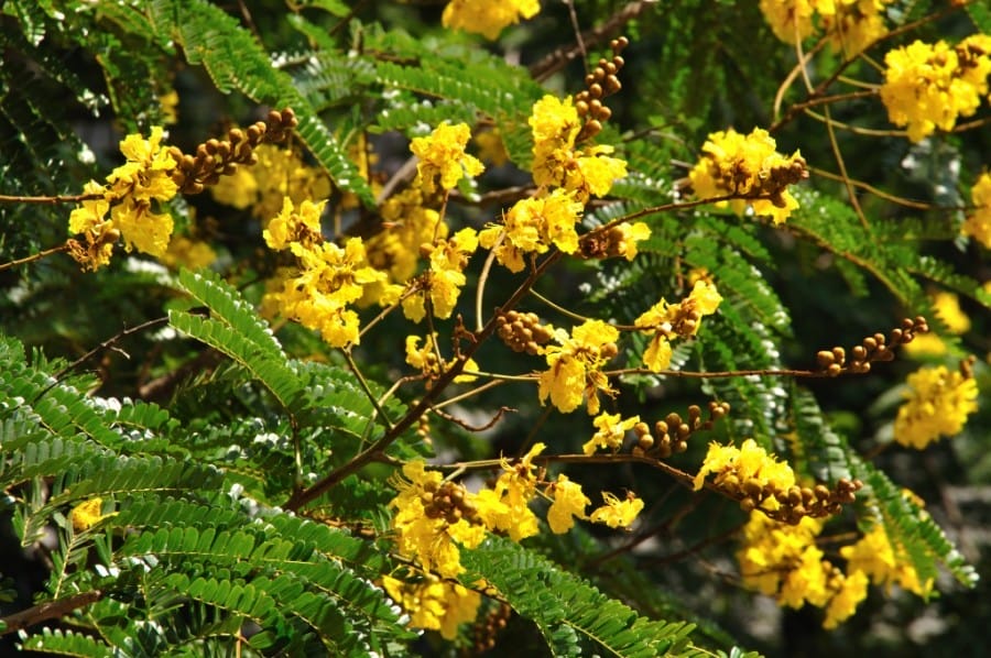 Soga (Peltophorum pterocarpum) adalah nama pohon penghasil bahan pewarna yang biasa diterapkan pada batik.