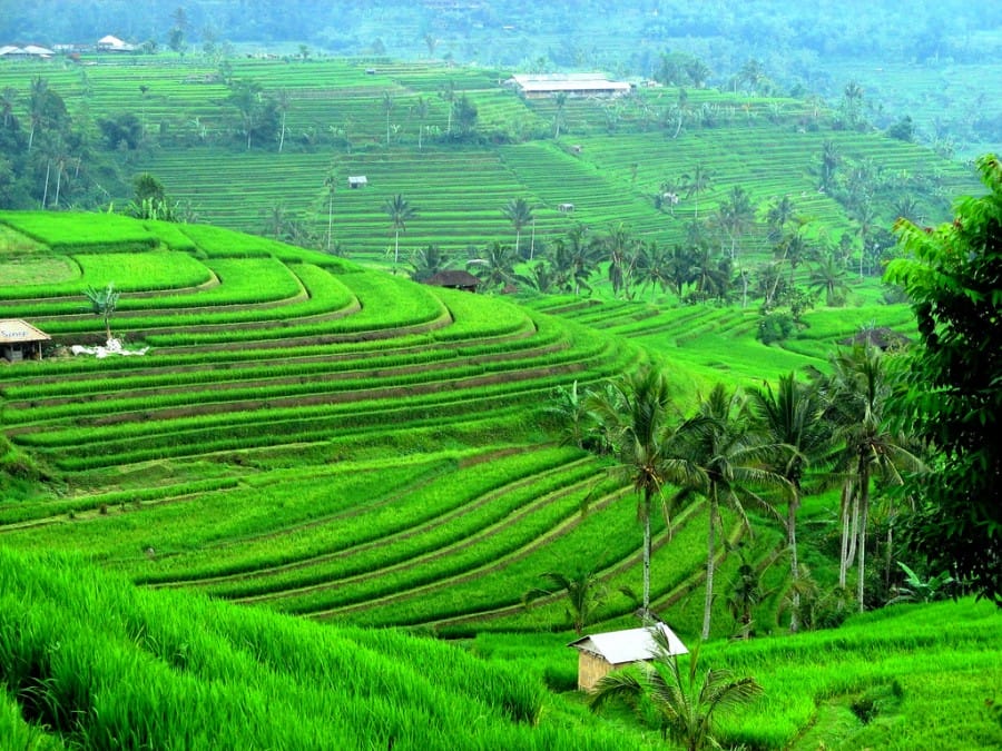 Subak Jatiluwih