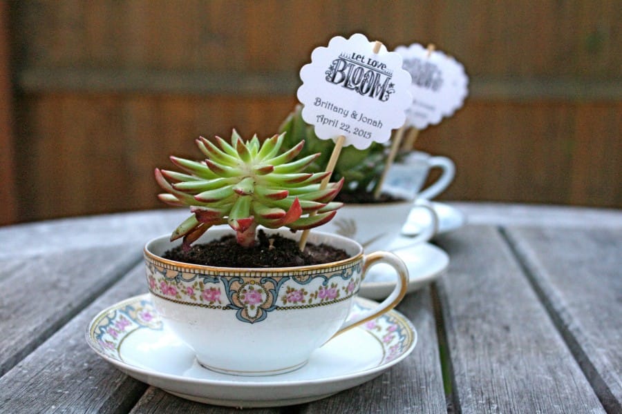 Souvenir Pernikahan Unik tanaman hiasa yang beralaskan cangkir teh.