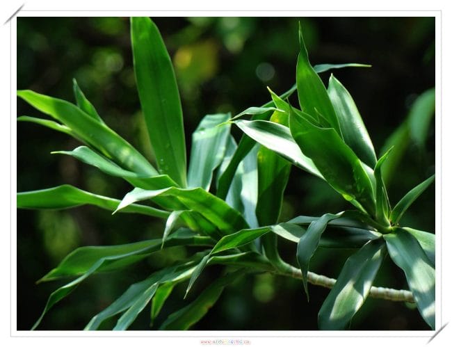 Suji atau Dracaena angustifolia merupakan tumbuhan perdu tahunan yang daunnya dimanfaatkan orang sebagai pewarna hijau alami untuk makanan.