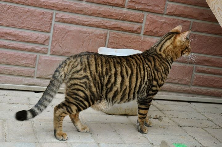 Kucing toyger dari samping