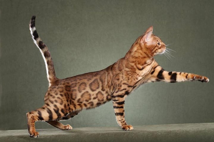 Kucing toyger