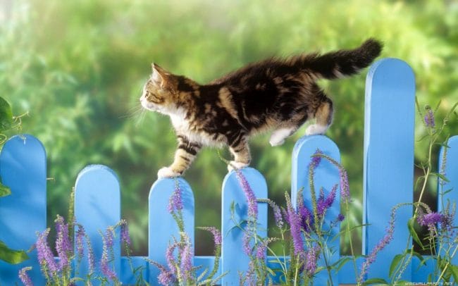 Seekor kucing berjalan elegan di atas pagar kayu