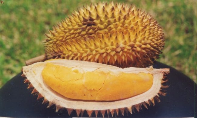 Durian Lay