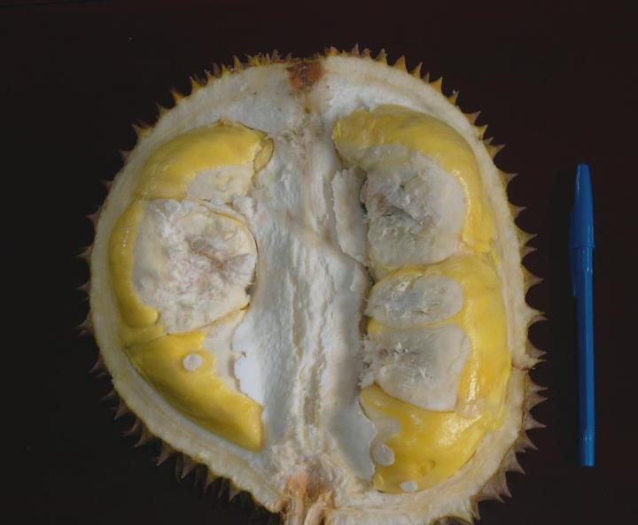 Durian Matahari