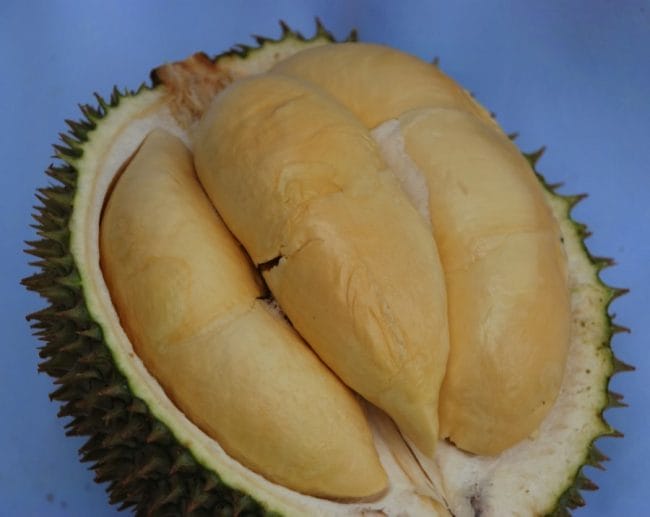 Durian Tanpa Sekat