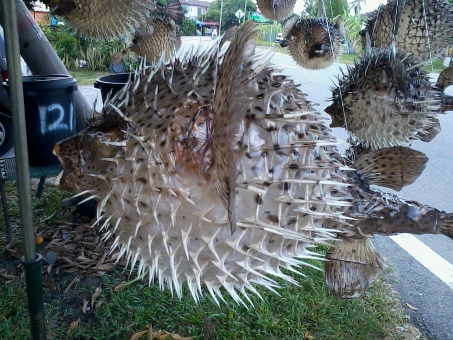 Fugu