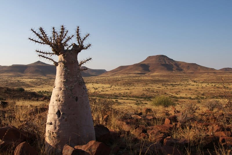 Pachypodium lealii