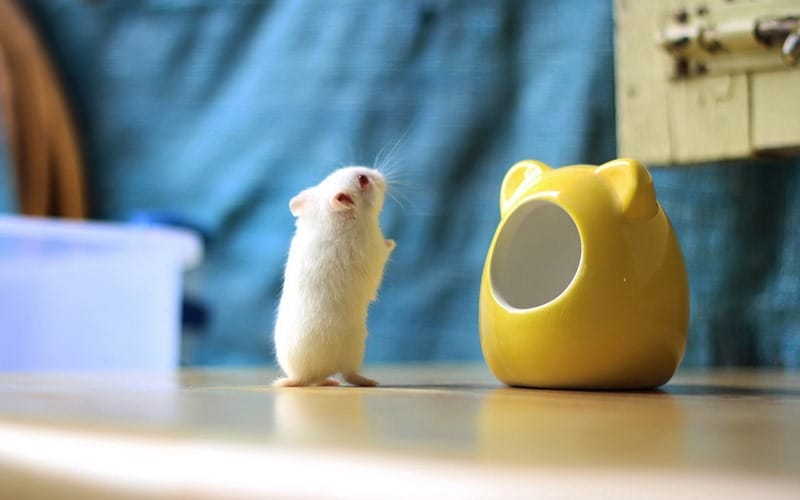 Hamster imut 1