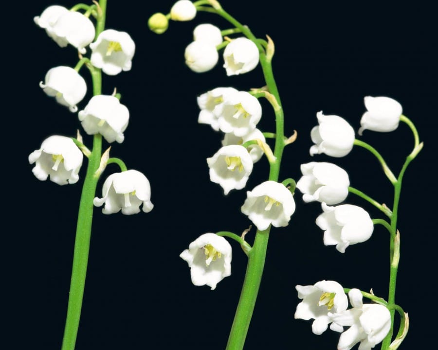 Bunga Lily of the Valley 