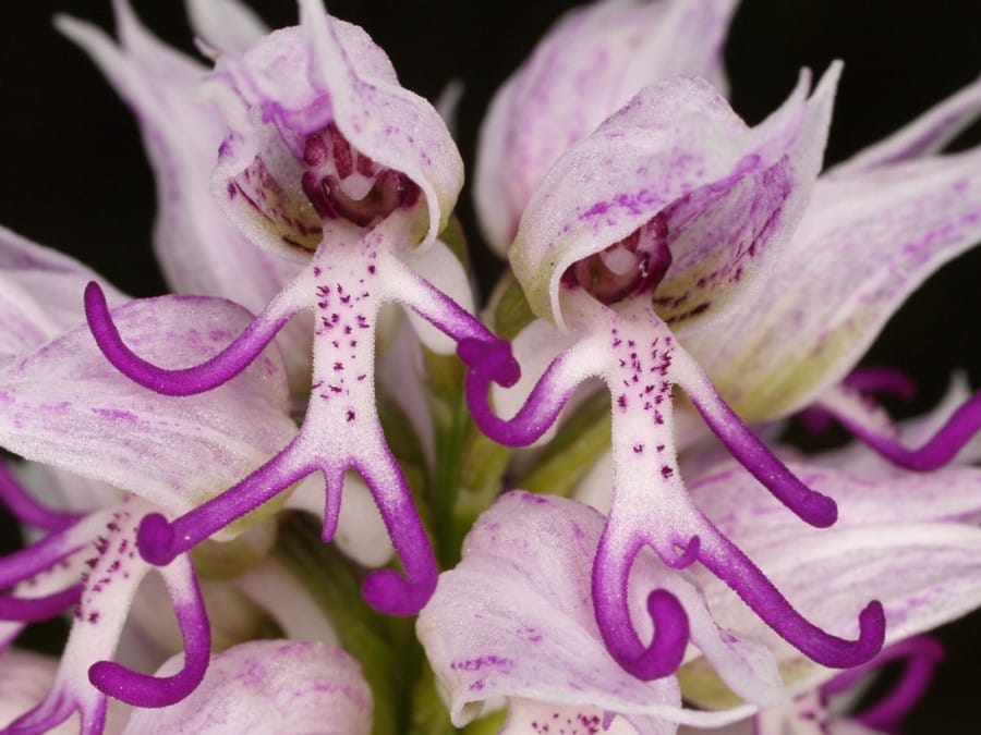 Bunga Orchis italica