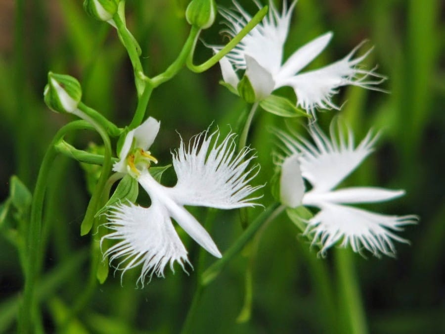 Bunga merpati