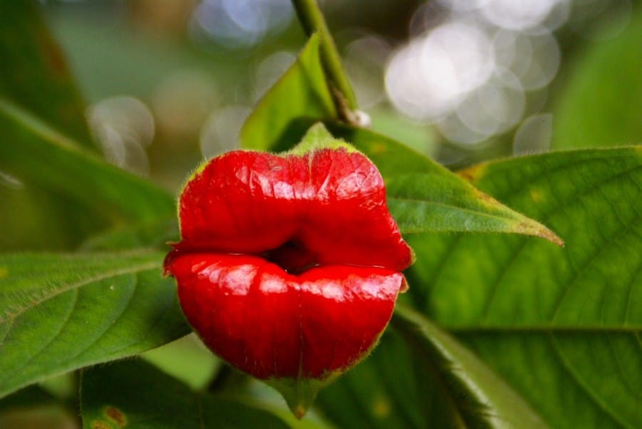 Bunga Bibir Cantik 