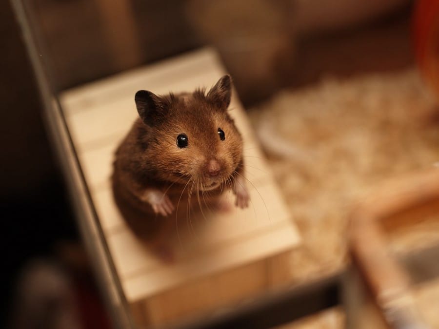 Hamster imut 9