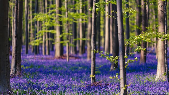 Musim Semi yang Indah, Halle Forest, Belgium