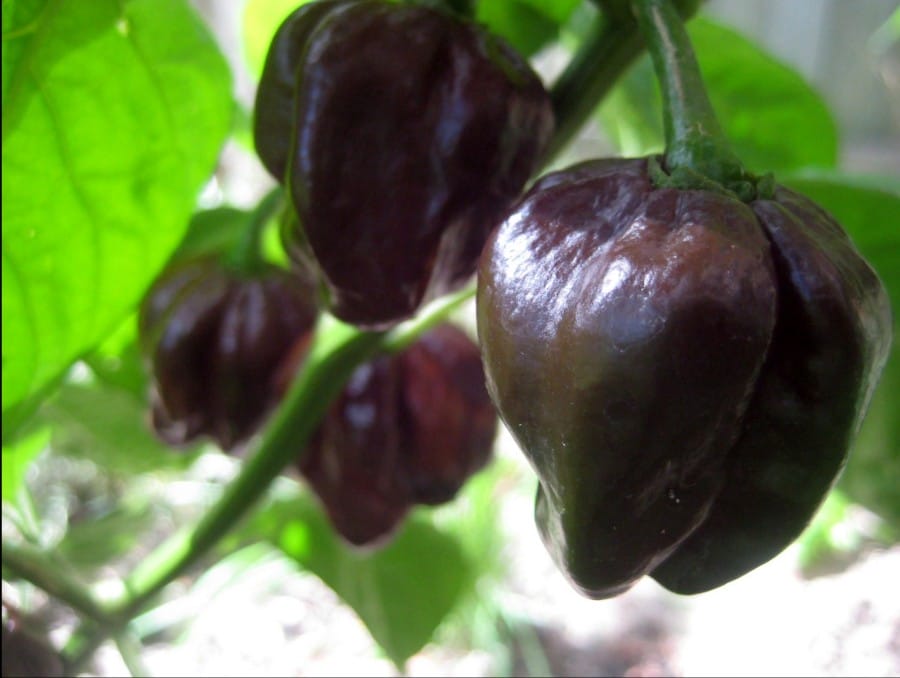 Chocolate Habanero