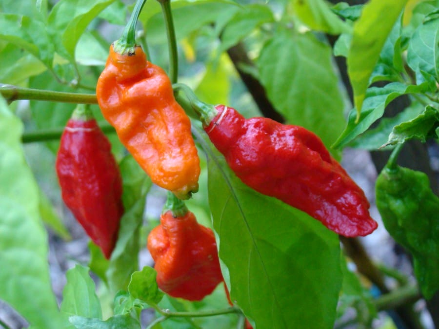 Naga Bhut Jolokia