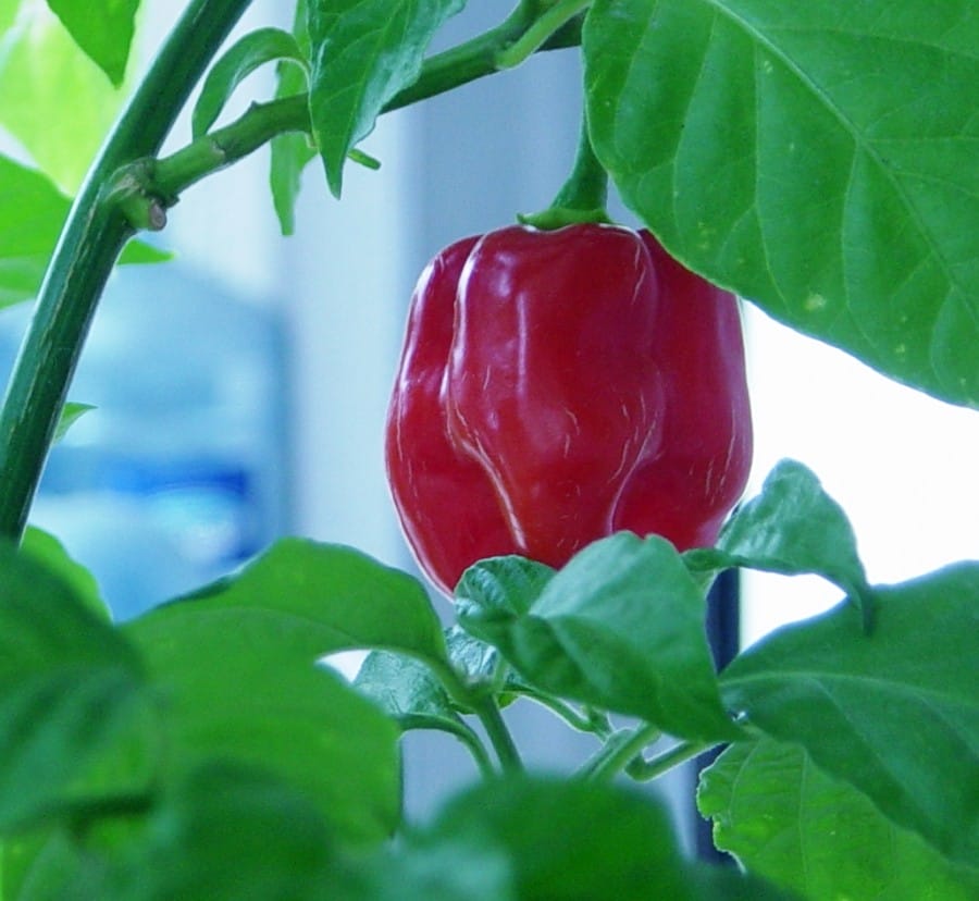 Red Savina Habanero