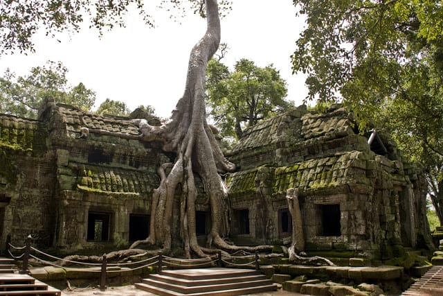 Silk Cotton Trees of Ta Prohm