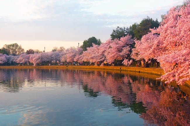 Tempat Musim Semi Indah, Tidal Basin