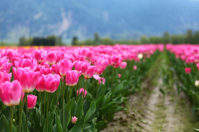 Musim semi yang indah, Agassiz, B.C., Canada