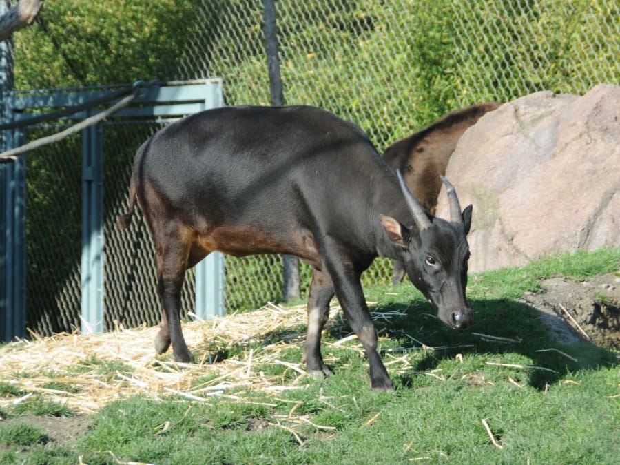 Anoa, Hewan Langka di Indonesia